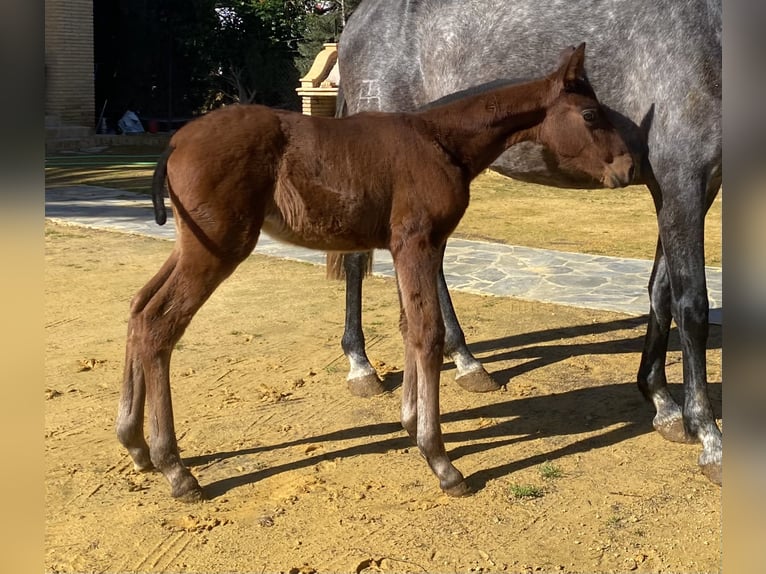 PRE Mix Hengst 5 Jaar 174 cm Schimmel in Fuentes De Andalucia