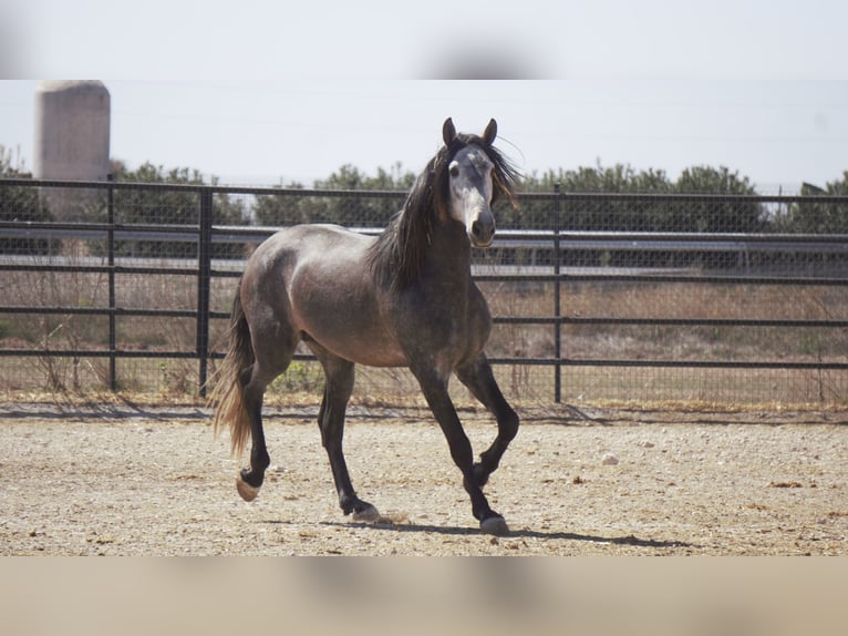 PRE Mix Hengst 5 Jaar 175 cm Schimmel in Rafelguaraf