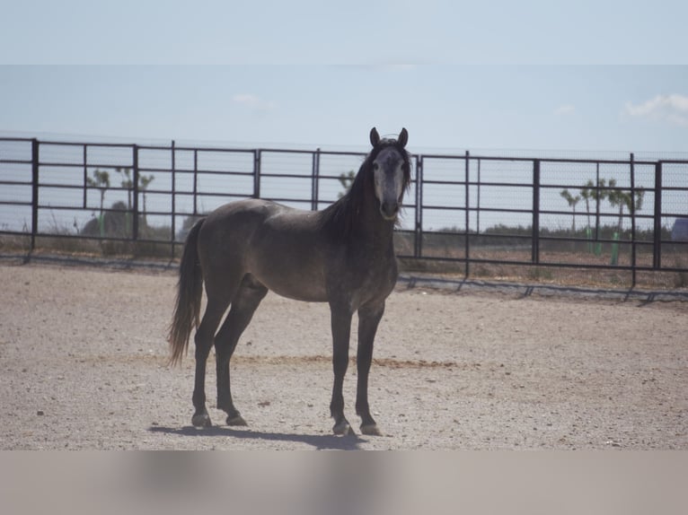 PRE Mix Hengst 5 Jaar 175 cm Schimmel in Rafelguaraf