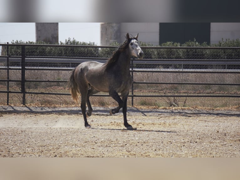 PRE Mix Hengst 5 Jaar 175 cm Schimmel in Rafelguaraf