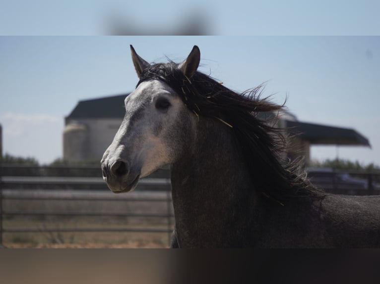 PRE Mix Hengst 5 Jaar 175 cm Schimmel in Rafelguaraf