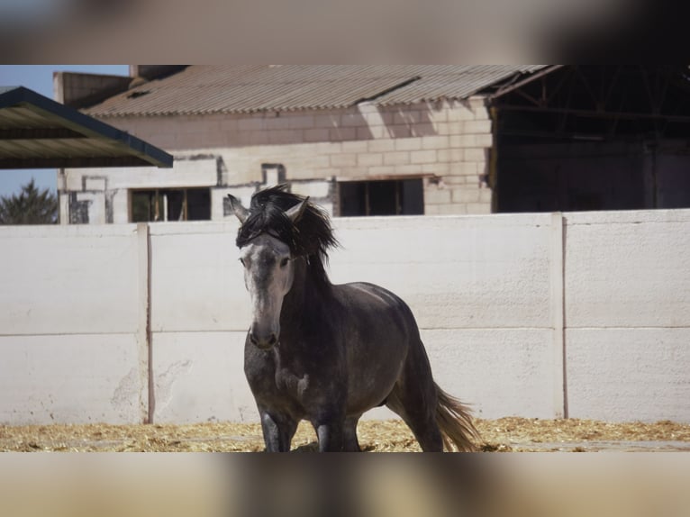 PRE Mix Hengst 5 Jaar 175 cm Schimmel in Rafelguaraf