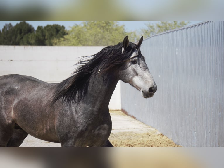 PRE Mix Hengst 5 Jaar 175 cm Schimmel in Rafelguaraf