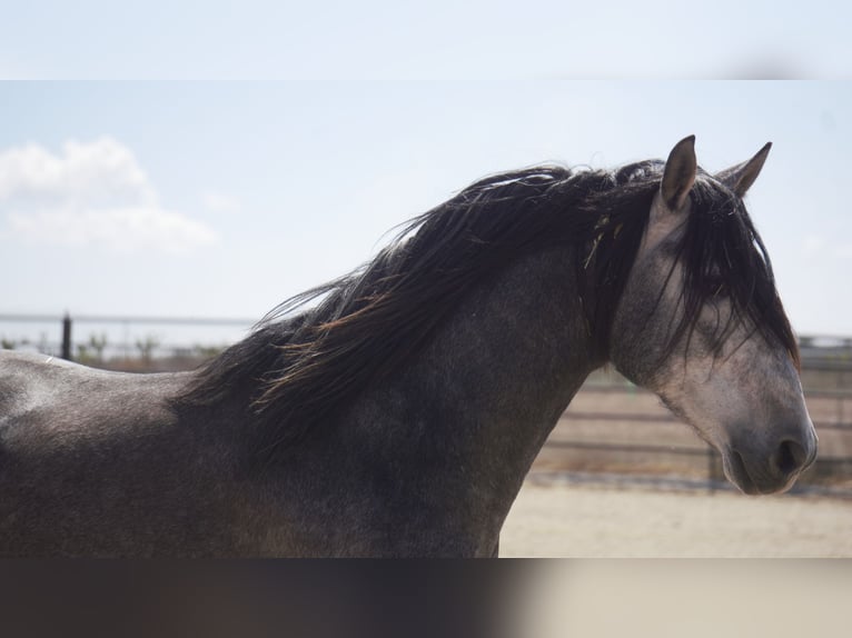 PRE Mix Hengst 5 Jaar 175 cm Schimmel in Rafelguaraf