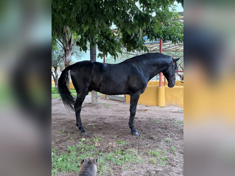 PRE Hengst 5 Jaar 175 cm Zwart in Oliva