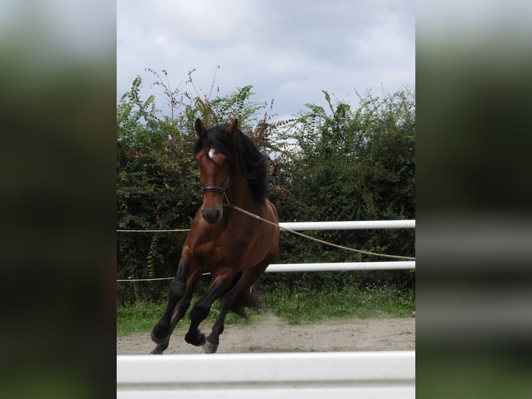 PRE Mix Hengst 5 Jaar 176 cm Bruin in Maisonnais