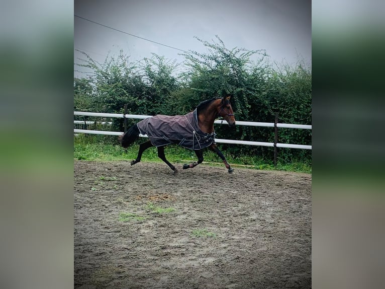 PRE Mix Hengst 5 Jaar 176 cm Bruin in Maisonnais