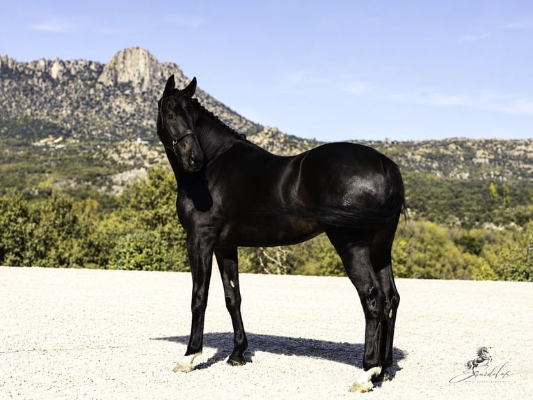 PRE Mix Hengst 5 Jaar 176 cm Donkerbruin in LA CABRERA