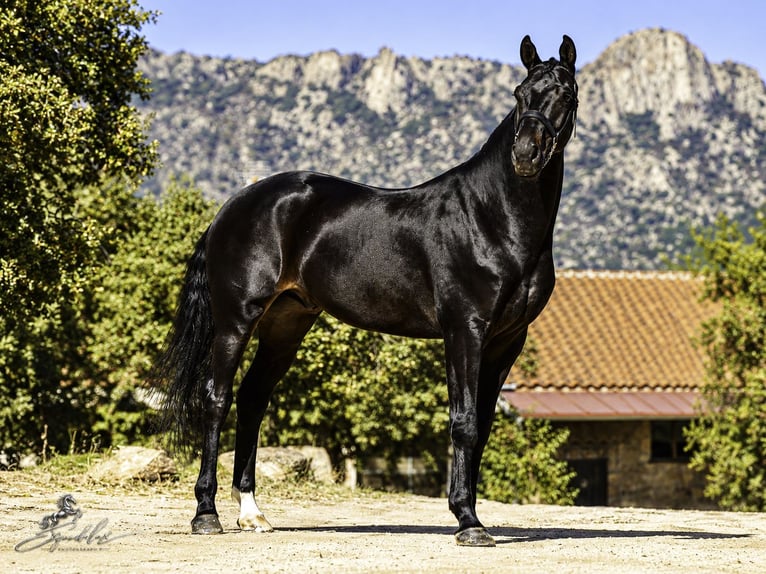 PRE Mix Hengst 5 Jaar 176 cm Donkerbruin in LA CABRERA