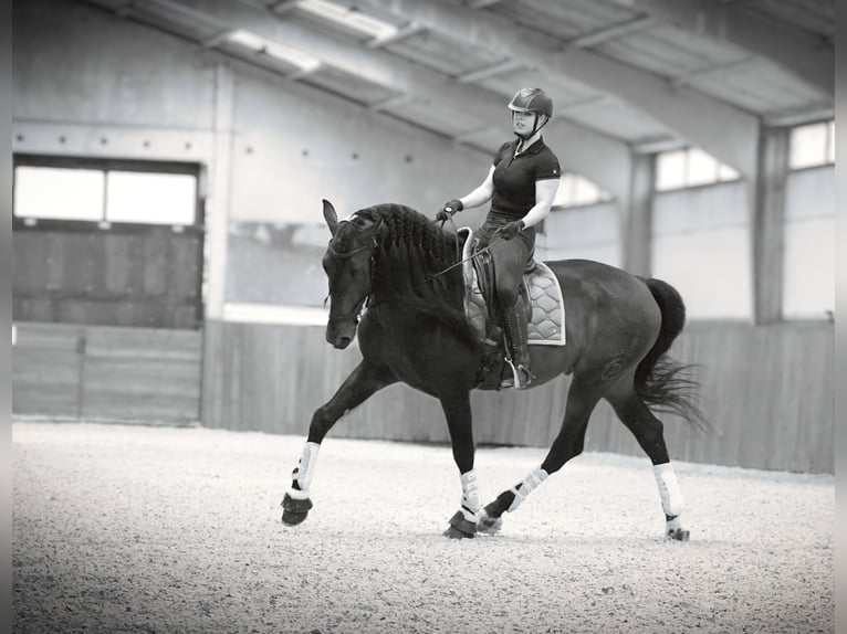 PRE Mix Hengst 5 Jaar 176 cm Donkerbruin in HEUVELLAND