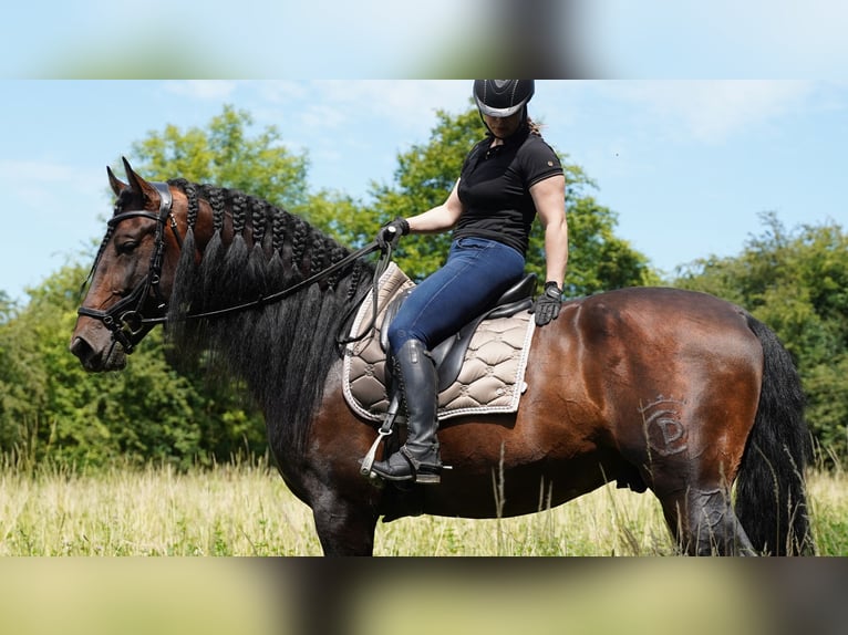 PRE Mix Hengst 5 Jaar 176 cm Donkerbruin in HEUVELLAND