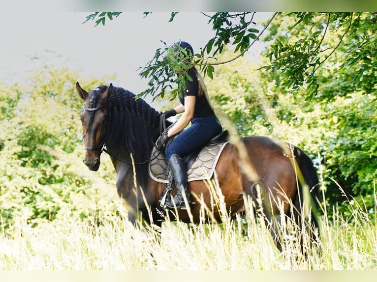 PRE Mix Hengst 5 Jaar 176 cm Donkerbruin in HEUVELLAND