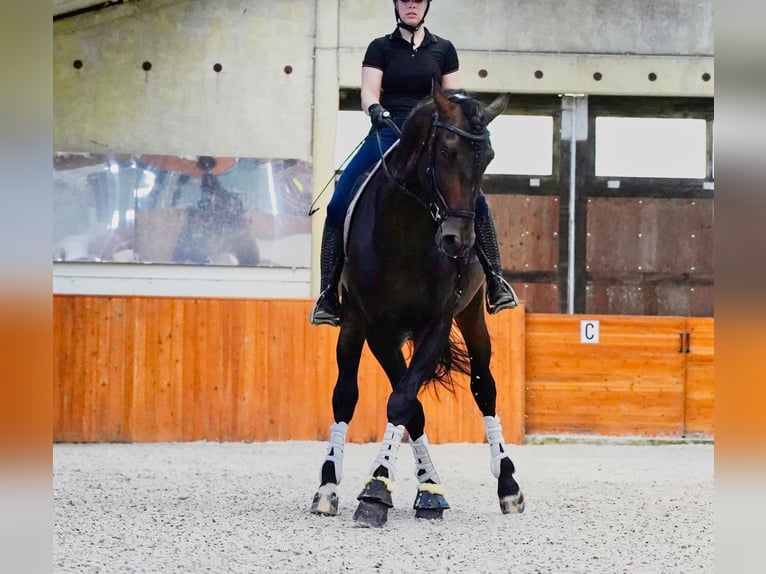 PRE Mix Hengst 5 Jaar 176 cm Donkerbruin in HEUVELLAND