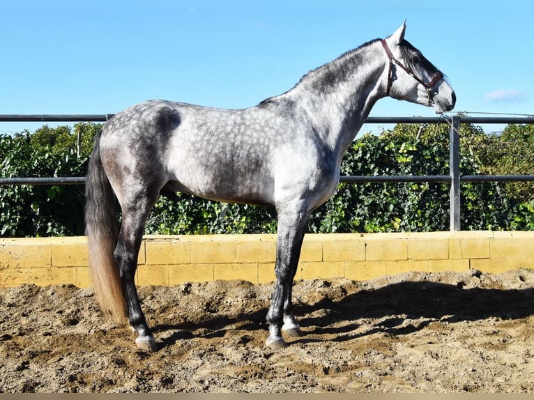 PRE Hengst 5 Jaar 176 cm Schimmel in Provinz Malaga