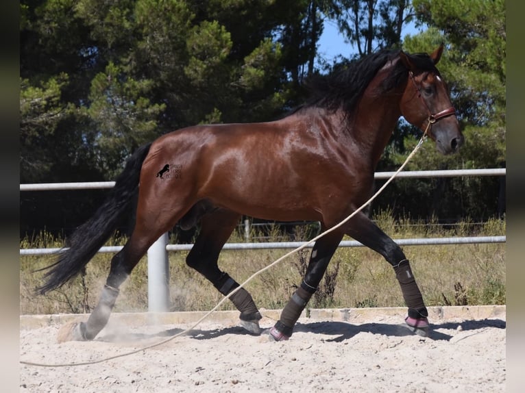 PRE Hengst 5 Jaar 179 cm Donkerbruin in Mallorca