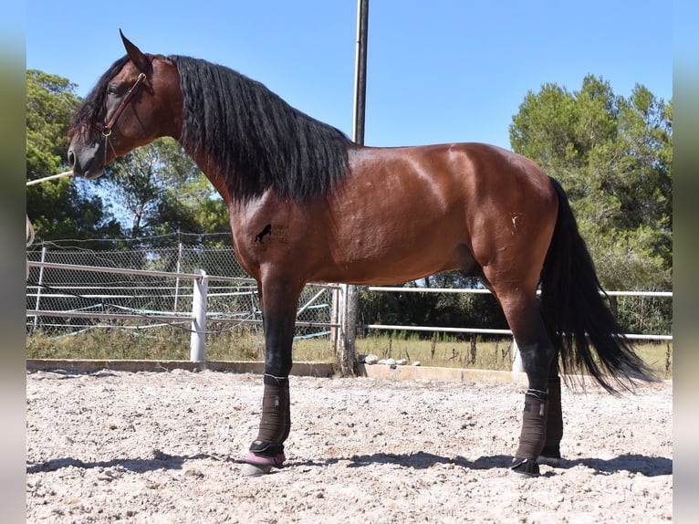 PRE Hengst 5 Jaar 179 cm Donkerbruin in Mallorca