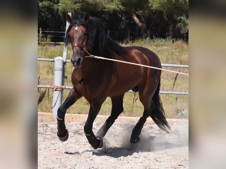 PRE Hengst 5 Jaar 179 cm Donkerbruin in Mallorca