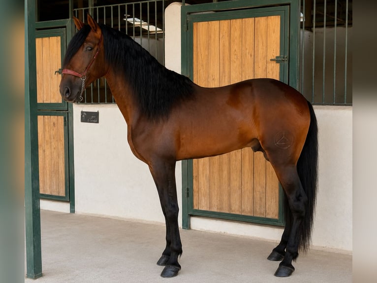 PRE Mix Hengst 5 Jaar 180 cm Bruin in Cañada De San Pedro