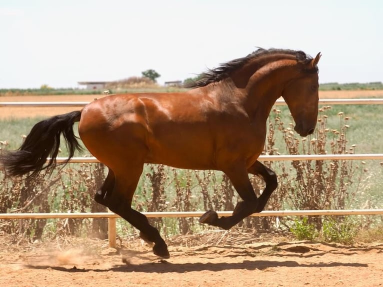 PRE Mix Hengst 5 Jaar 181 cm Bruin in Navas Del Madroño