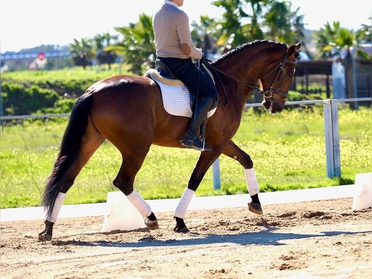 PRE Mix Hengst 5 Jaar Bruin in Navas Del Madroño