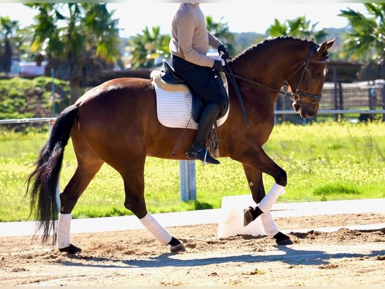 PRE Mix Hengst 5 Jaar Bruin in Navas Del Madroño
