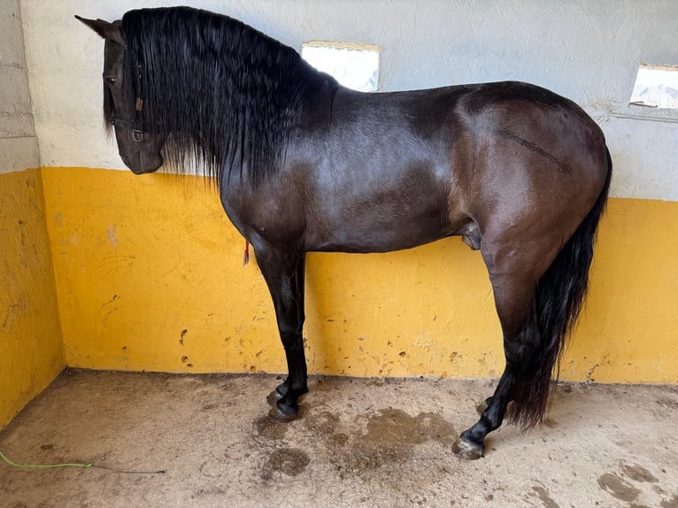 PRE Mix Hengst 5 Jahre 153 cm Rappe in Redovan