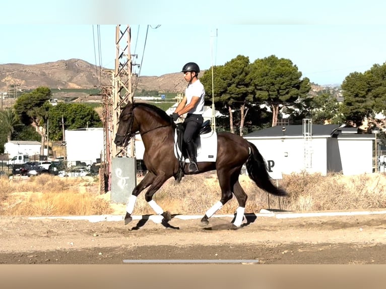 PRE Mix Hengst 5 Jahre 153 cm Rappe in Redovan