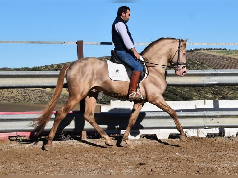 PRE Hengst 5 Jahre 154 cm Rappe in Provinz Cordoba