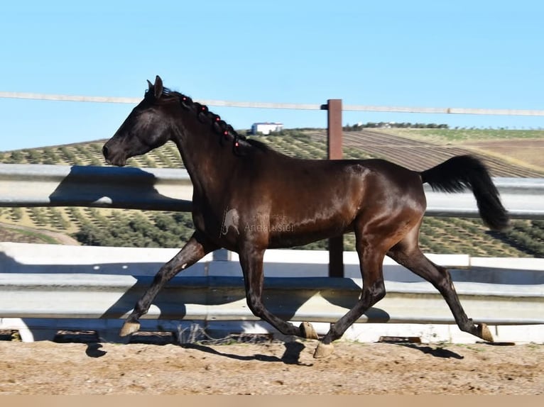 PRE Hengst 5 Jahre 154 cm Rappe in Provinz Cordoba