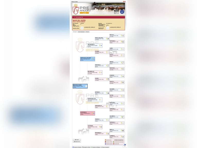 PRE Mix Hengst 5 Jahre 154 cm White in Ekeren