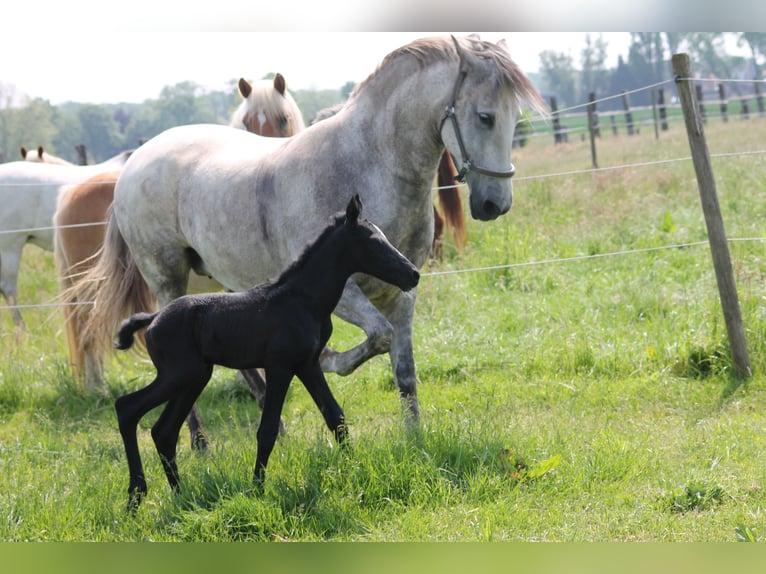 PRE Mix Hengst 5 Jahre 154 cm White in Ekeren