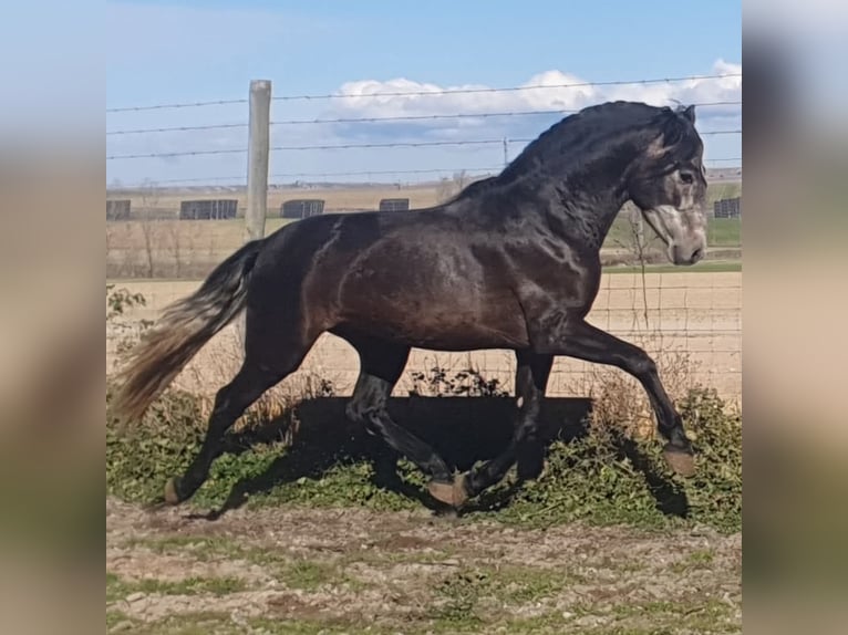 PRE Hengst 5 Jahre 155 cm Schimmel in Vejer de la Frontera