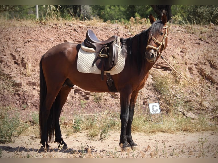 PRE Mix Hengst 5 Jahre 156 cm Brauner in Valencia