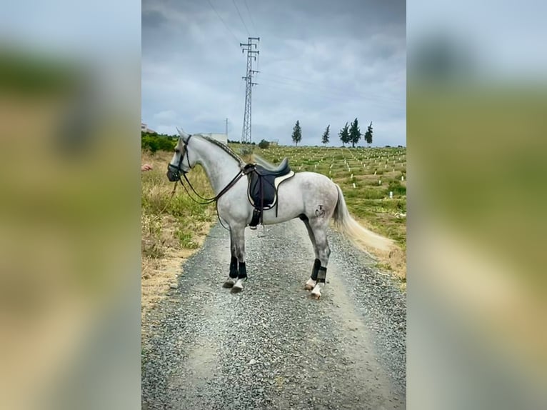 PRE Mix Hengst 5 Jahre 156 cm Schimmel in Galaroza