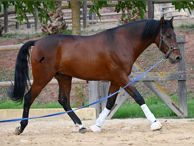PRE Mix Hengst 5 Jahre 157 cm Brauner in Menorca