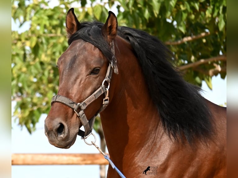 PRE Mix Hengst 5 Jahre 157 cm Brauner in Menorca