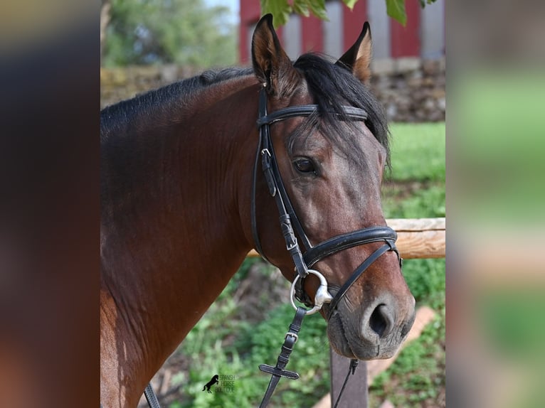 PRE Mix Hengst 5 Jahre 157 cm Brauner in Menorca