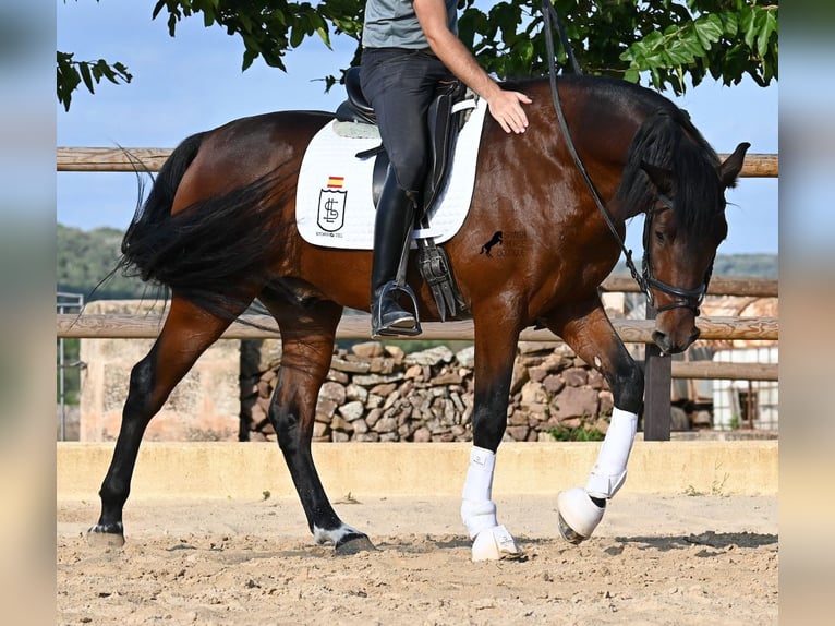 PRE Mix Hengst 5 Jahre 157 cm Brauner in Menorca