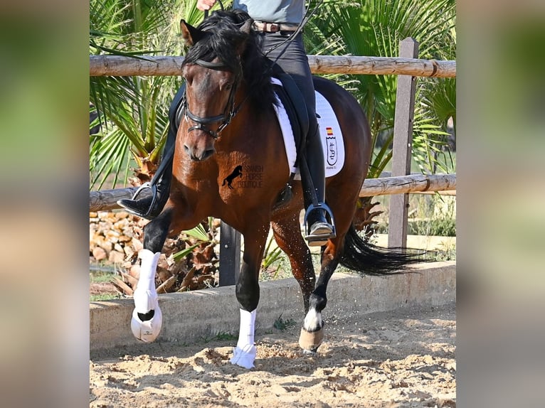 PRE Mix Hengst 5 Jahre 157 cm Brauner in Menorca