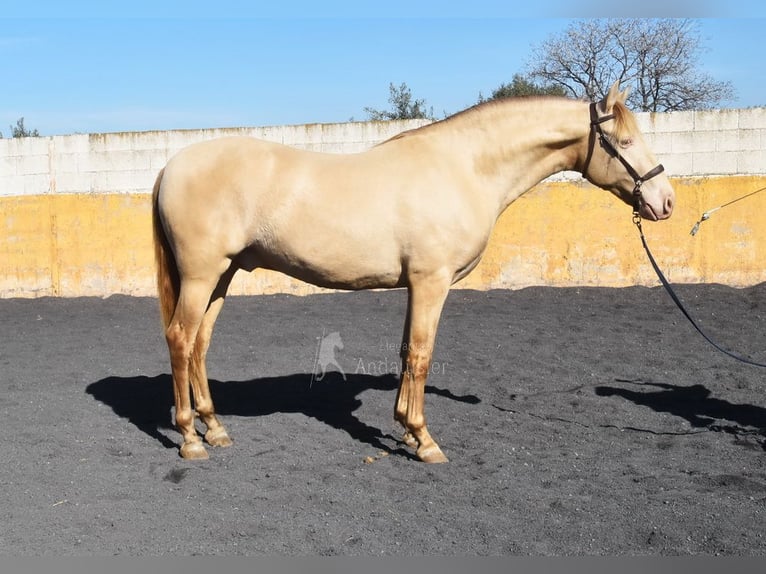 PRE Hengst 5 Jahre 157 cm Pearl in Provinz Granada