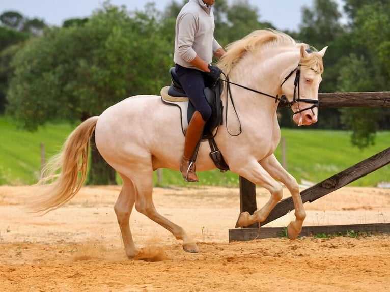 PRE Mix Hengst 5 Jahre 157 cm Perlino in Navas Del Madroño