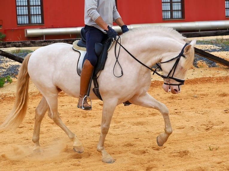 PRE Mix Hengst 5 Jahre 157 cm Perlino in Navas Del Madroño