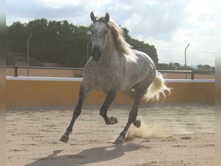PRE Mix Hengst 5 Jahre 158 cm Apfelschimmel in Hamburg