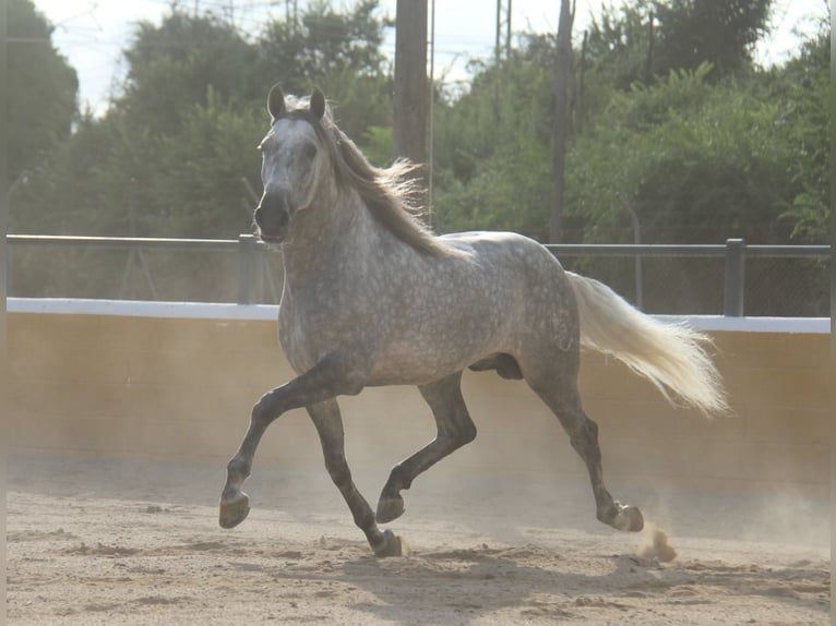 PRE Mix Hengst 5 Jahre 158 cm Apfelschimmel in Hamburg