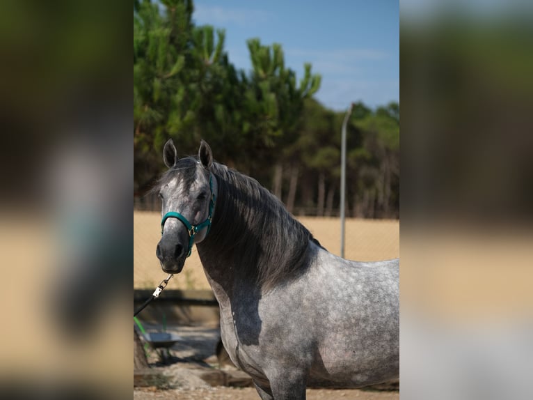 PRE Mix Hengst 5 Jahre 158 cm Apfelschimmel in Hamburg
