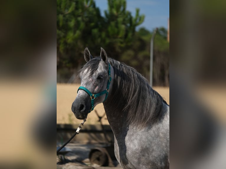 PRE Mix Hengst 5 Jahre 158 cm Apfelschimmel in Hamburg