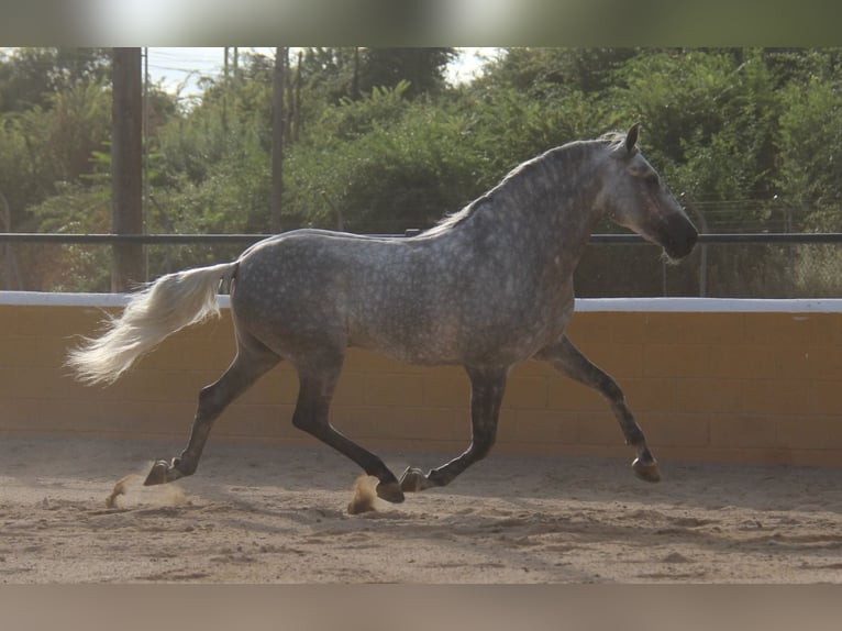 PRE Mix Hengst 5 Jahre 158 cm Apfelschimmel in Hamburg