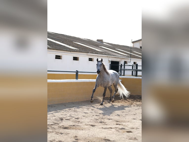 PRE Mix Hengst 5 Jahre 158 cm Apfelschimmel in Hamburg