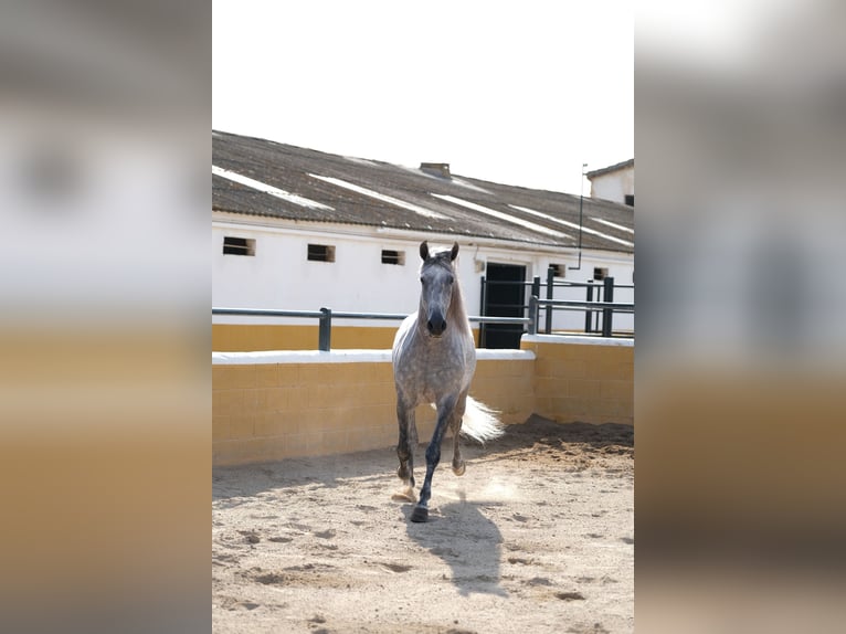 PRE Mix Hengst 5 Jahre 158 cm Apfelschimmel in Hamburg