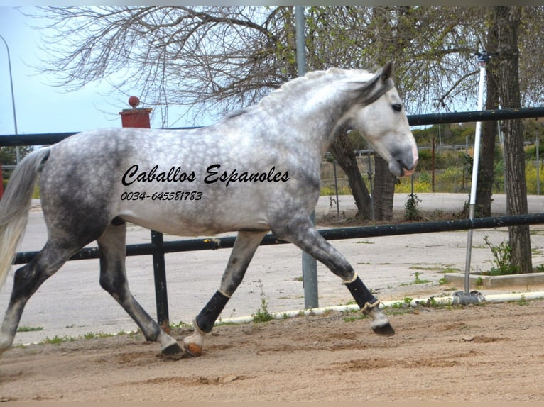 PRE Mix Hengst 5 Jahre 158 cm Apfelschimmel in Vejer de la Frontera